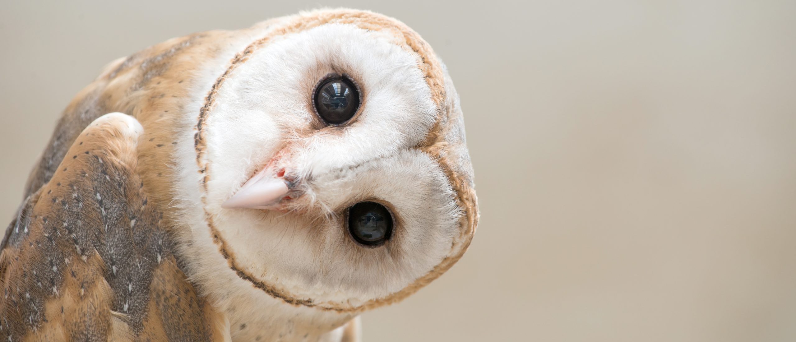 common barn owl ( Tyto albahead ) close up
