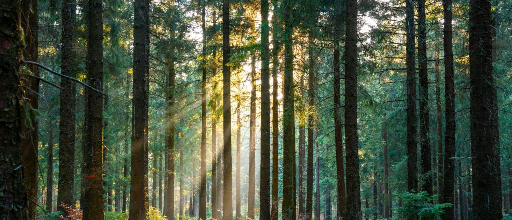 Silent Forest in spring with beautiful bright sun rays