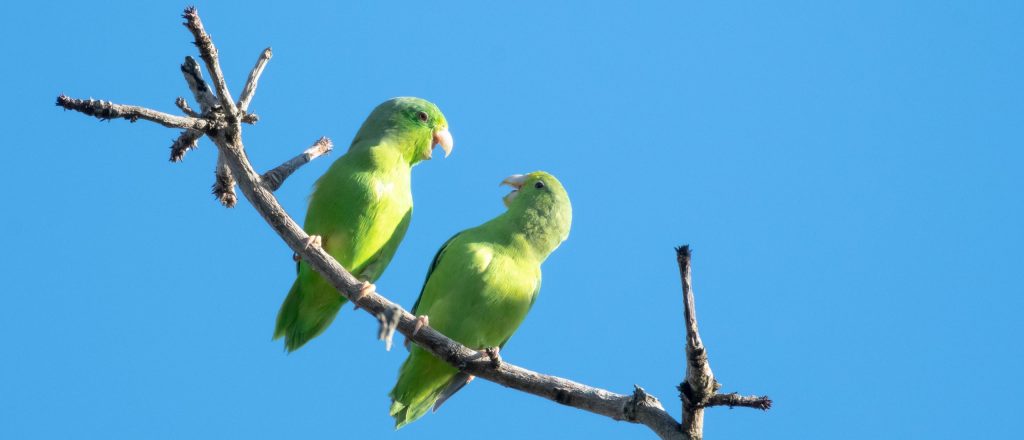 Two Green-rumped Parrotlets (parakeets), Forpus passerinus, having a conversation and playing. Two cute birds talking and having a conversation.